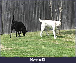 Click image for larger version

Name:	Molly, Tyler, Jack, Moms House 008.jpg
Views:	274
Size:	1.62 MB
ID:	12454