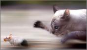 Click image for larger version

Name:	catmouse.bmp
Views:	280
Size:	666.6 KB
ID:	16231