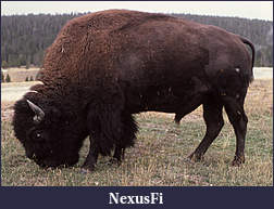 Click image for larger version

Name:	Americanbison.jpg
Views:	210
Size:	512.5 KB
ID:	189033