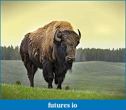 Click image for larger version

Name:	bison_sergioboccardo_shutterstock3.jpg
Views:	184
Size:	1.12 MB
ID:	189034