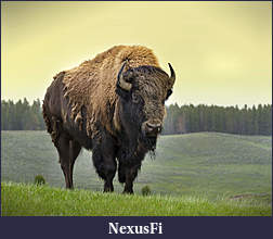 Click image for larger version

Name:	bison_sergioboccardo_shutterstock3.jpg
Views:	188
Size:	1.12 MB
ID:	189034