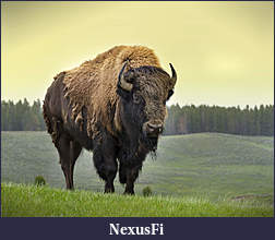 Click image for larger version

Name:	bison_sergioboccardo_shutterstock3.jpg
Views:	254
Size:	1.12 MB
ID:	189034
