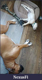 Click image for larger version

Name:	Harper Solo.jpg
Views:	318
Size:	45.5 KB
ID:	190943