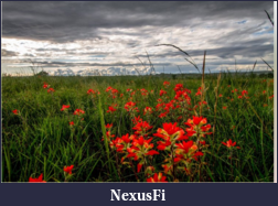 Click image for larger version

Name:	Beautiful_Red_Flowers_on_a_stormy_day_2015-10-10_0936.png
Views:	353
Size:	400.9 KB
ID:	206936