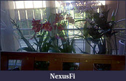 Click image for larger version

Name:	OrchidFungShui.jpg
Views:	345
Size:	16.9 KB
ID:	20755