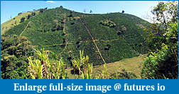 Click image for larger version

Name:	coffee hill of beans.jpg
Views:	262
Size:	449.6 KB
ID:	210213