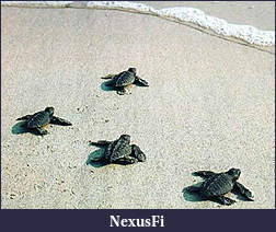 Click image for larger version

Name:	turtlerun.jpg
Views:	302
Size:	33.4 KB
ID:	212589