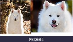 Click image for larger version

Name:	Pups.jpg
Views:	283
Size:	221.0 KB
ID:	259588