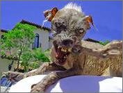 Click image for larger version

Name:	dog3.bmp
Views:	269
Size:	148.6 KB
ID:	26634