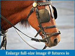 Click image for larger version

Name:	Horse-Blinders.jpg
Views:	243
Size:	78.1 KB
ID:	288761