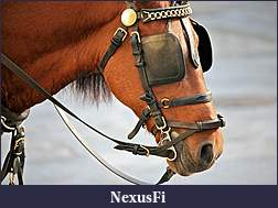 Click image for larger version

Name:	Horse-Blinders.jpg
Views:	249
Size:	78.1 KB
ID:	288761