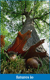 Click image for larger version

Name:	northern-red-oak-acorns-and-tree-mark-moffett.jpg
Views:	312
Size:	191.8 KB
ID:	311275