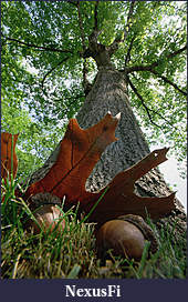 Click image for larger version

Name:	northern-red-oak-acorns-and-tree-mark-moffett.jpg
Views:	414
Size:	191.8 KB
ID:	311275