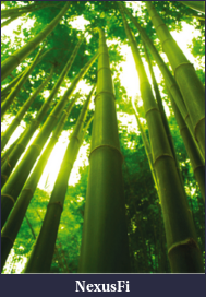 Click image for larger version

Name:	03_bambootree.png
Views:	268
Size:	170.8 KB
ID:	32173