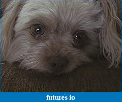 Click image for larger version

Name:	1 Dog 002.jpg
Views:	199
Size:	185.1 KB
ID:	34619