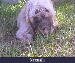 Click image for larger version

Name:	Dog 026.jpg
Views:	315
Size:	328.1 KB
ID:	34620