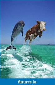 Click image for larger version

Name:	Dolphines Stress Test.jpeg
Views:	95
Size:	42.7 KB
ID:	48645