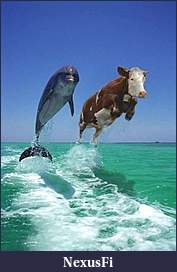 Click image for larger version

Name:	Dolphines Stress Test.jpeg
Views:	163
Size:	42.7 KB
ID:	48645