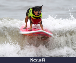 Click image for larger version

Name:	dog riding surfboard.png
Views:	168
Size:	885.3 KB
ID:	50326