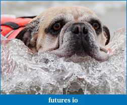 Click image for larger version

Name:	dog swims to shore after falling off surfboard.png
Views:	113
Size:	915.0 KB
ID:	50327
