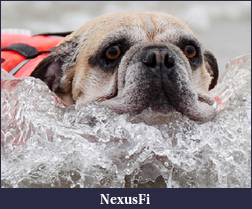 Click image for larger version

Name:	dog swims to shore after falling off surfboard.png
Views:	196
Size:	915.0 KB
ID:	50327