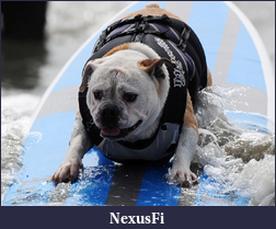 Click image for larger version

Name:	dog surfing.png
Views:	166
Size:	857.6 KB
ID:	50328