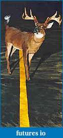 Click image for larger version

Name:	deer headlights.jpg
Views:	188
Size:	6.5 KB
ID:	56685