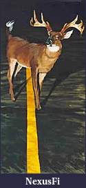 Click image for larger version

Name:	deer headlights.jpg
Views:	198
Size:	6.5 KB
ID:	56685