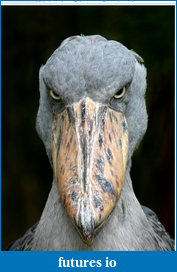 Click image for larger version

Name:	shoebill.png
Views:	147
Size:	588.2 KB
ID:	61653