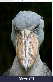 Click image for larger version

Name:	shoebill.png
Views:	152
Size:	588.2 KB
ID:	61653
