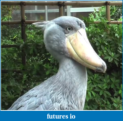 Click image for larger version

Name:	second shoebill.png
Views:	166
Size:	553.9 KB
ID:	61654