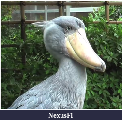 Click image for larger version

Name:	second shoebill.png
Views:	170
Size:	553.9 KB
ID:	61654