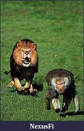 Trading related one-liners-lion-baboon-knuttz.jpg