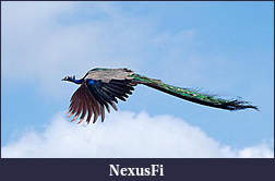 Click image for larger version

Name:	download2.jpg
Views:	206
Size:	24.6 KB
ID:	70101