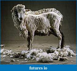 Click image for larger version

Name:	_sheep1.jpg
Views:	135
Size:	32.0 KB
ID:	79940