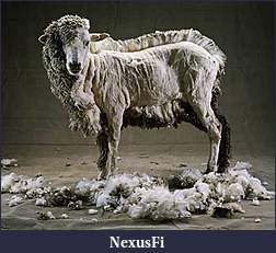 Click image for larger version

Name:	_sheep1.jpg
Views:	191
Size:	32.0 KB
ID:	79940