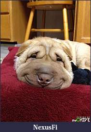 Click image for larger version

Name:	awesome-dog-27.jpg
Views:	348
Size:	42.1 KB
ID:	87213