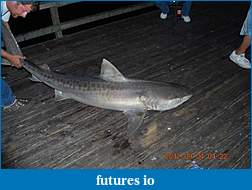 Click image for larger version

Name:	shark.jpg
Views:	146
Size:	48.8 KB
ID:	88341