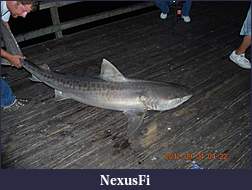 Click image for larger version

Name:	shark.jpg
Views:	148
Size:	48.8 KB
ID:	88341