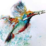 Kingfisher's Avatar